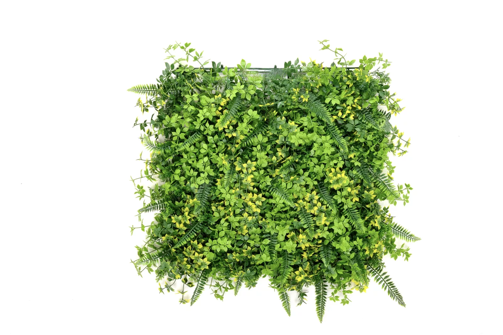 Instagreen in Early Spring Foliage