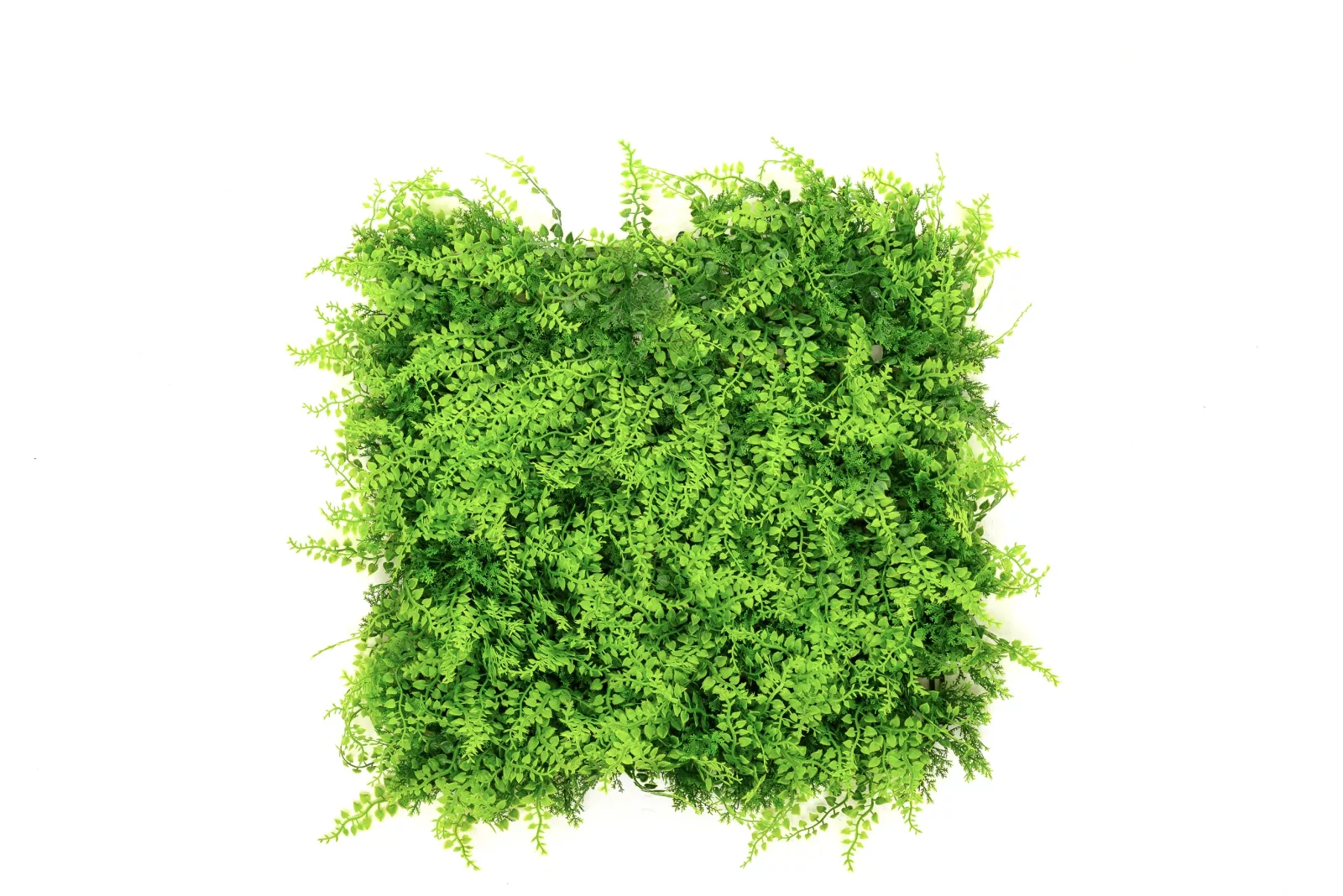 Instagreen in Fern Foliage