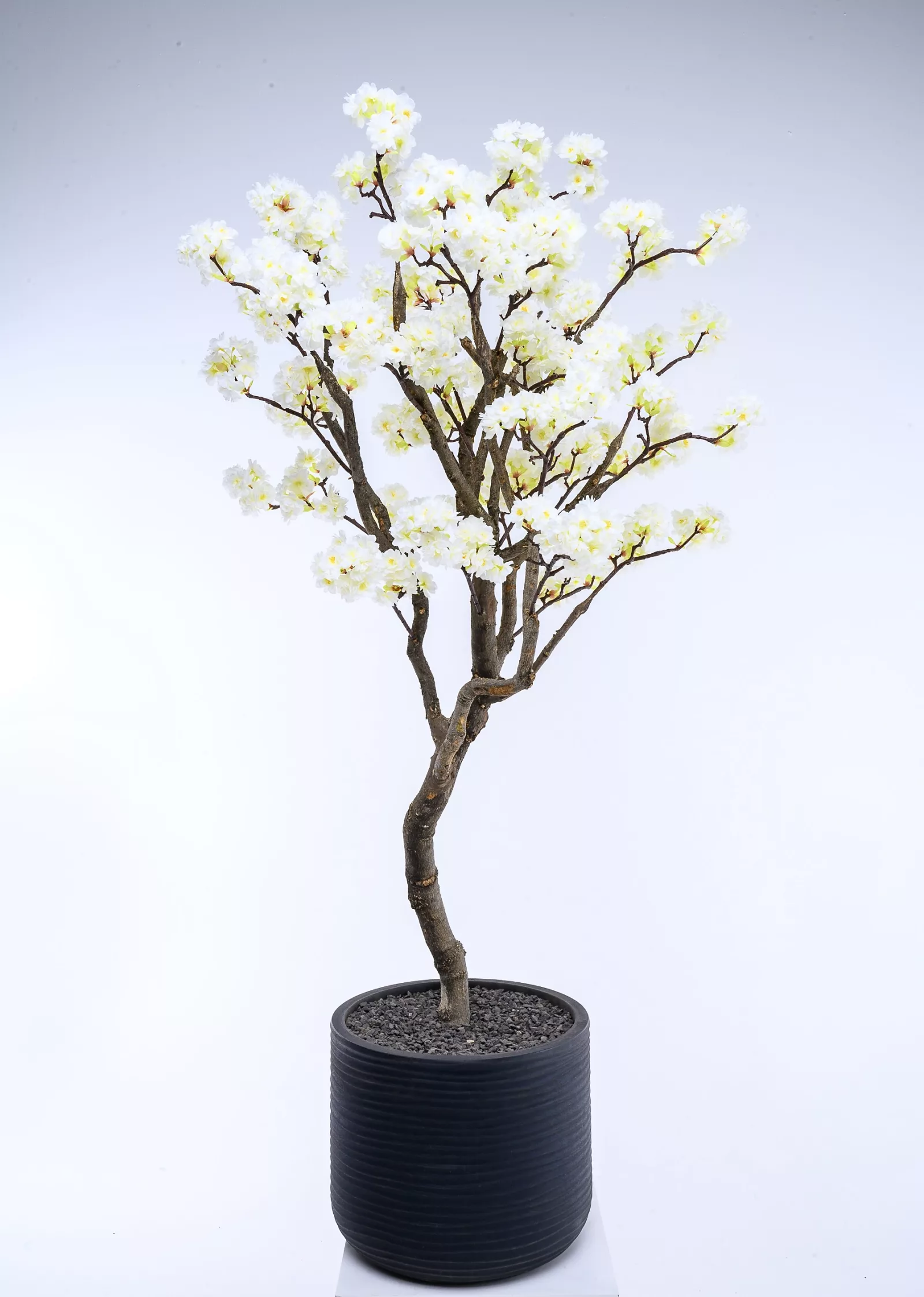 Cherry Blossom Tree – White
