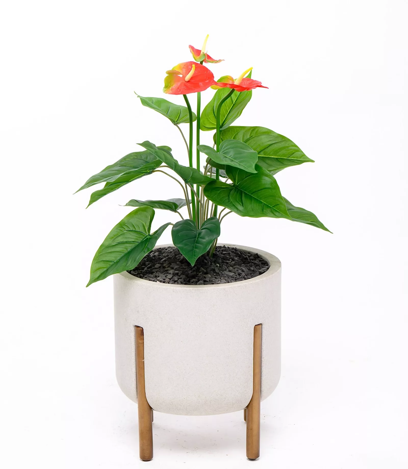 Alexi the Anthurium