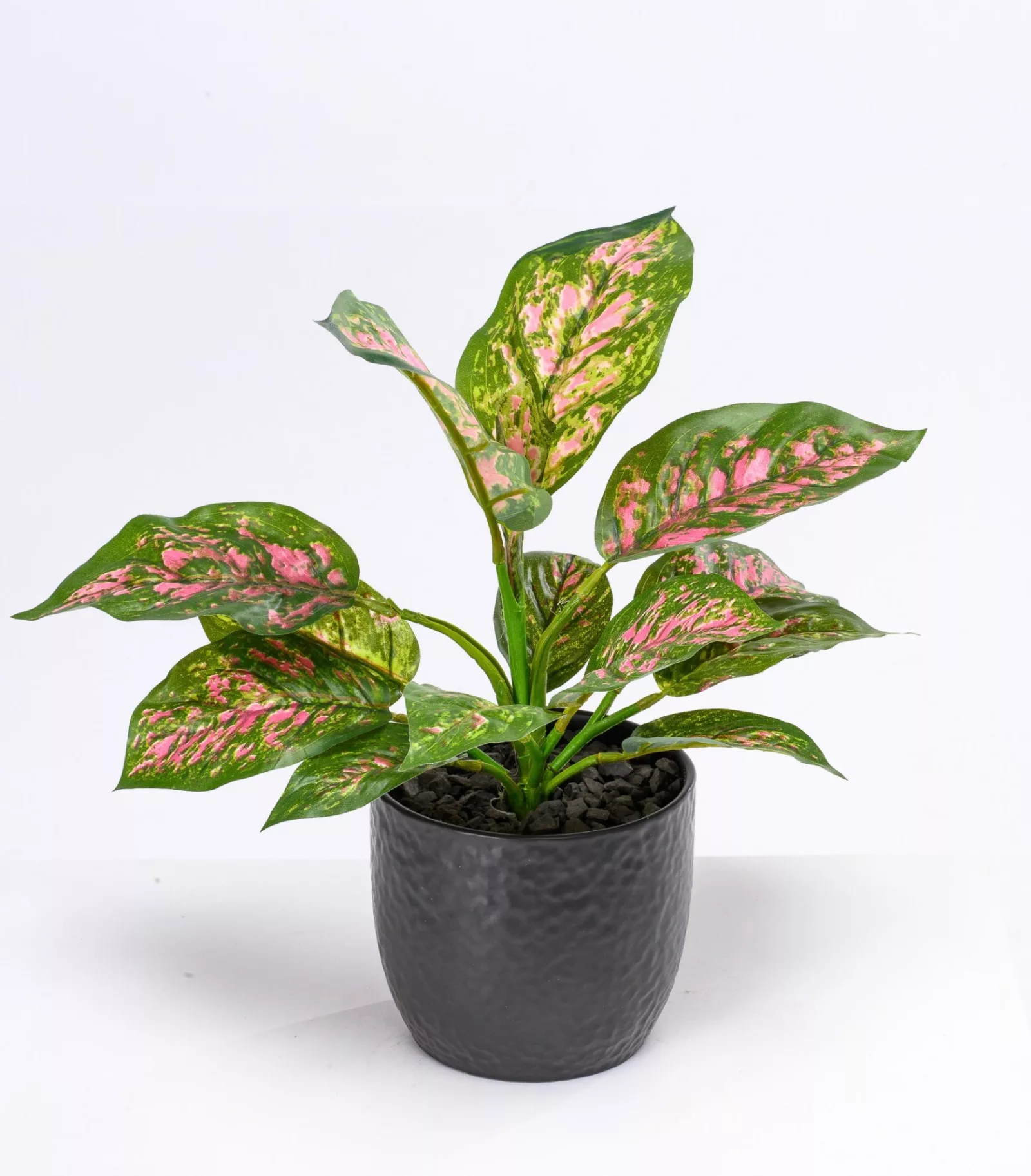 Pinkie The Pink Dieffenbachia
