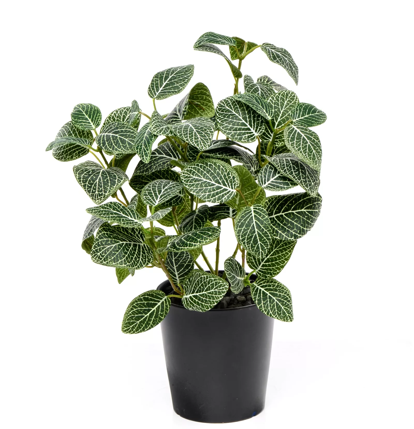 Philli The Fittonia Plant