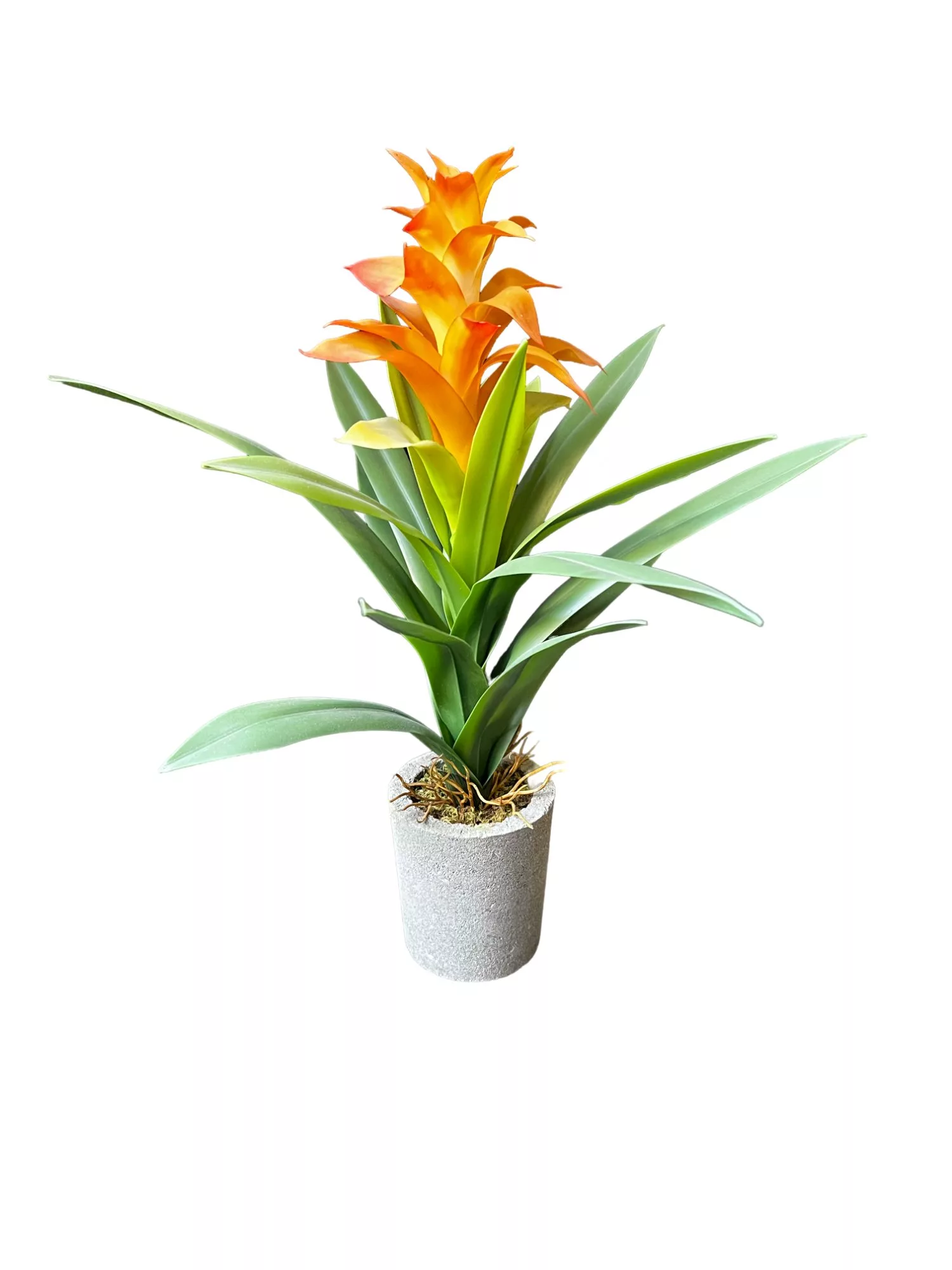 Gus The Guzmania