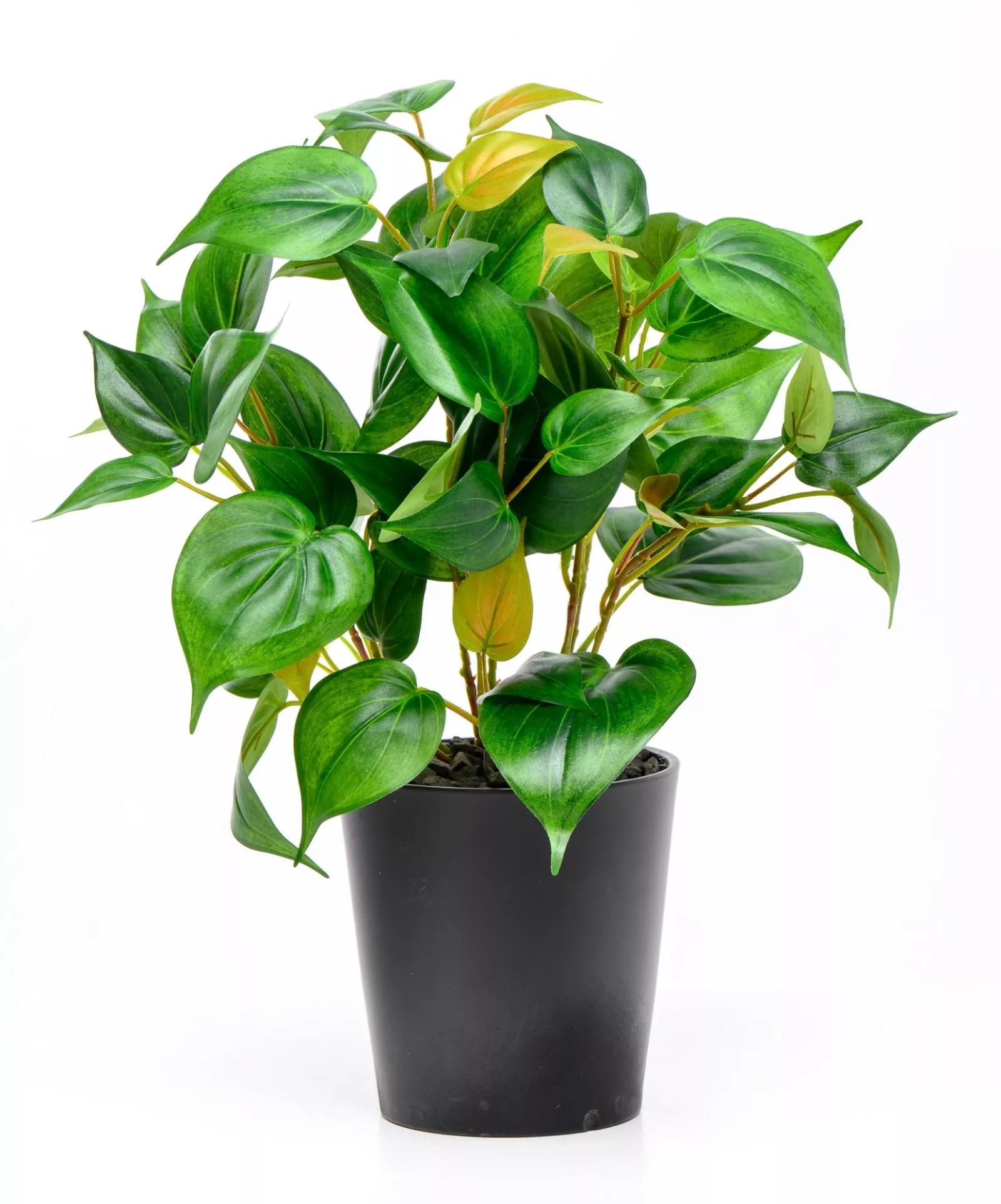 Patrick The Philo Bush