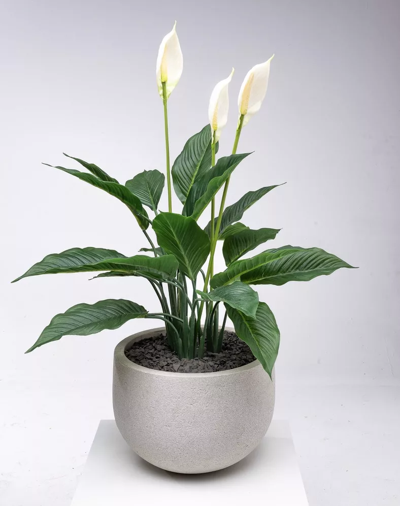 Sienna The Flowering Spathy