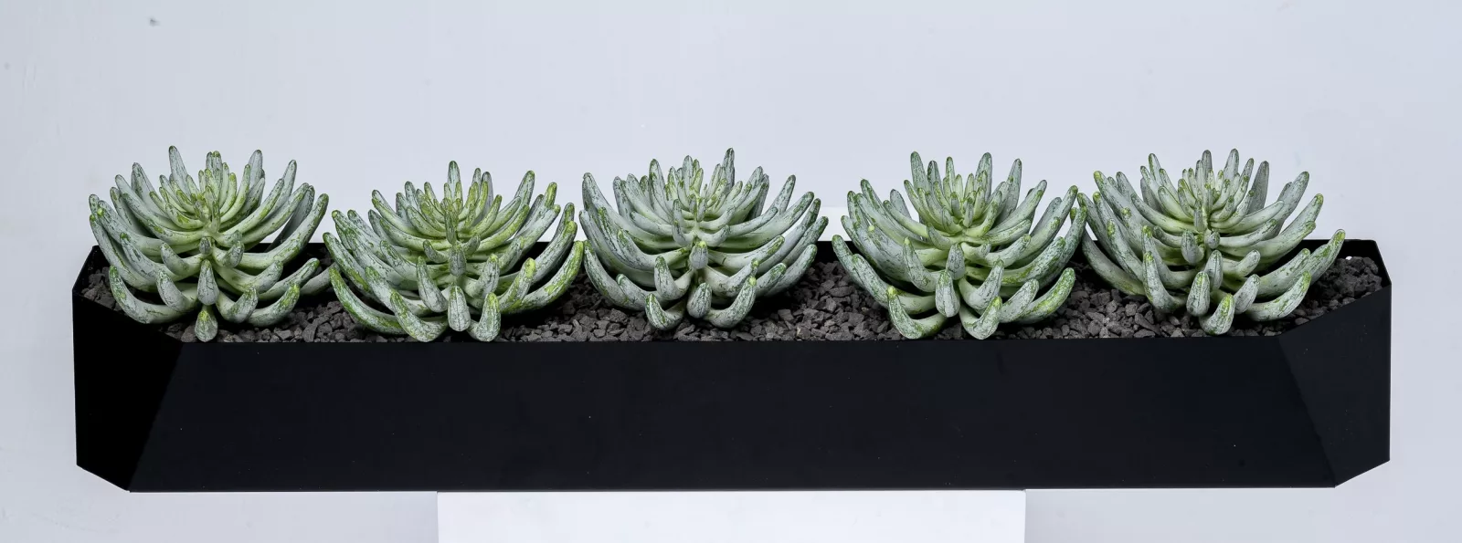 Finger Succulent in trough