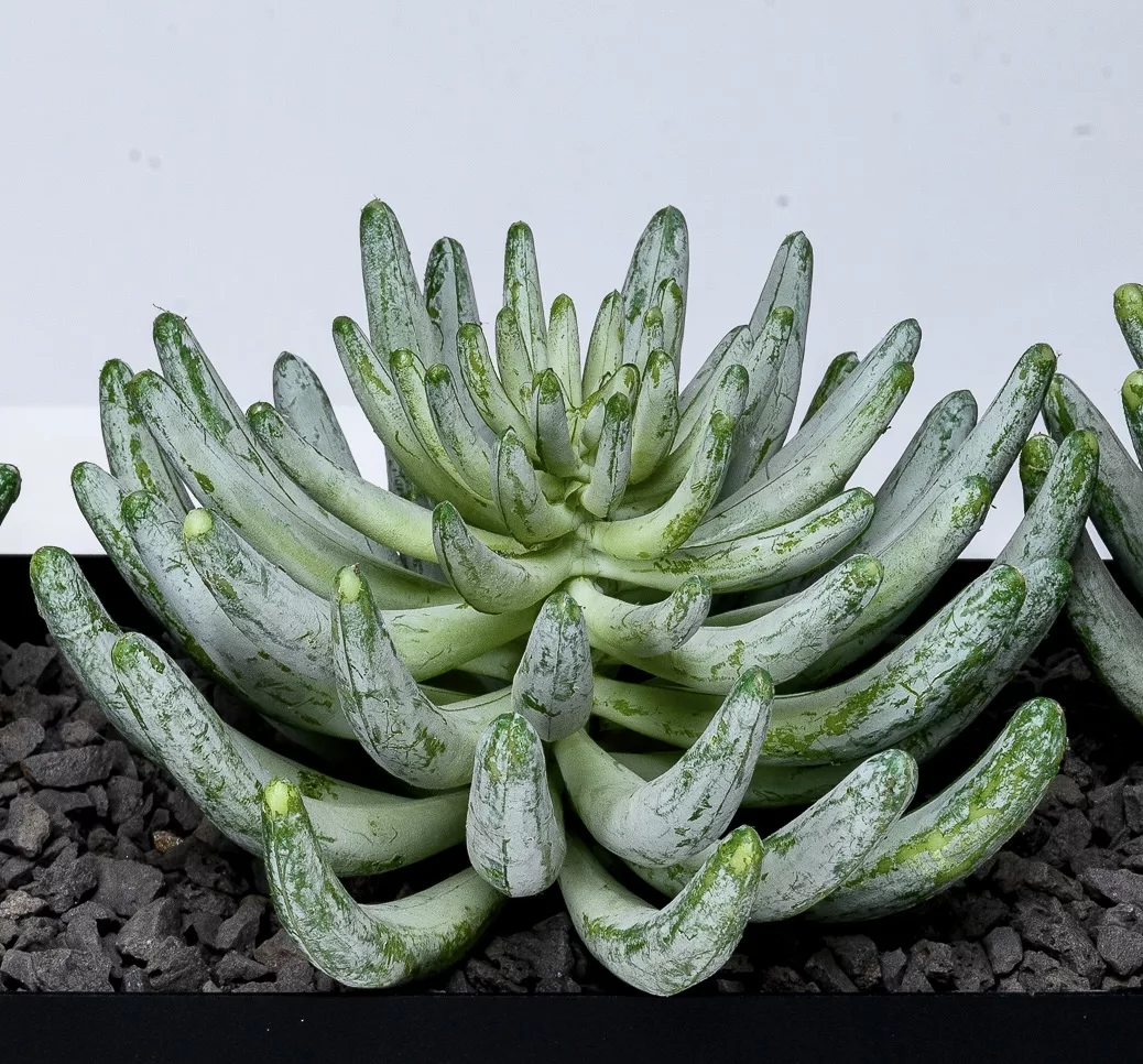 Finger Succulent – Without Pot