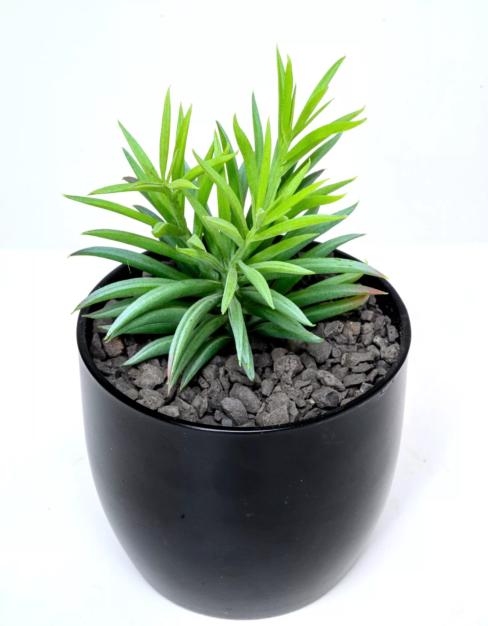 Pieter the pine succulent