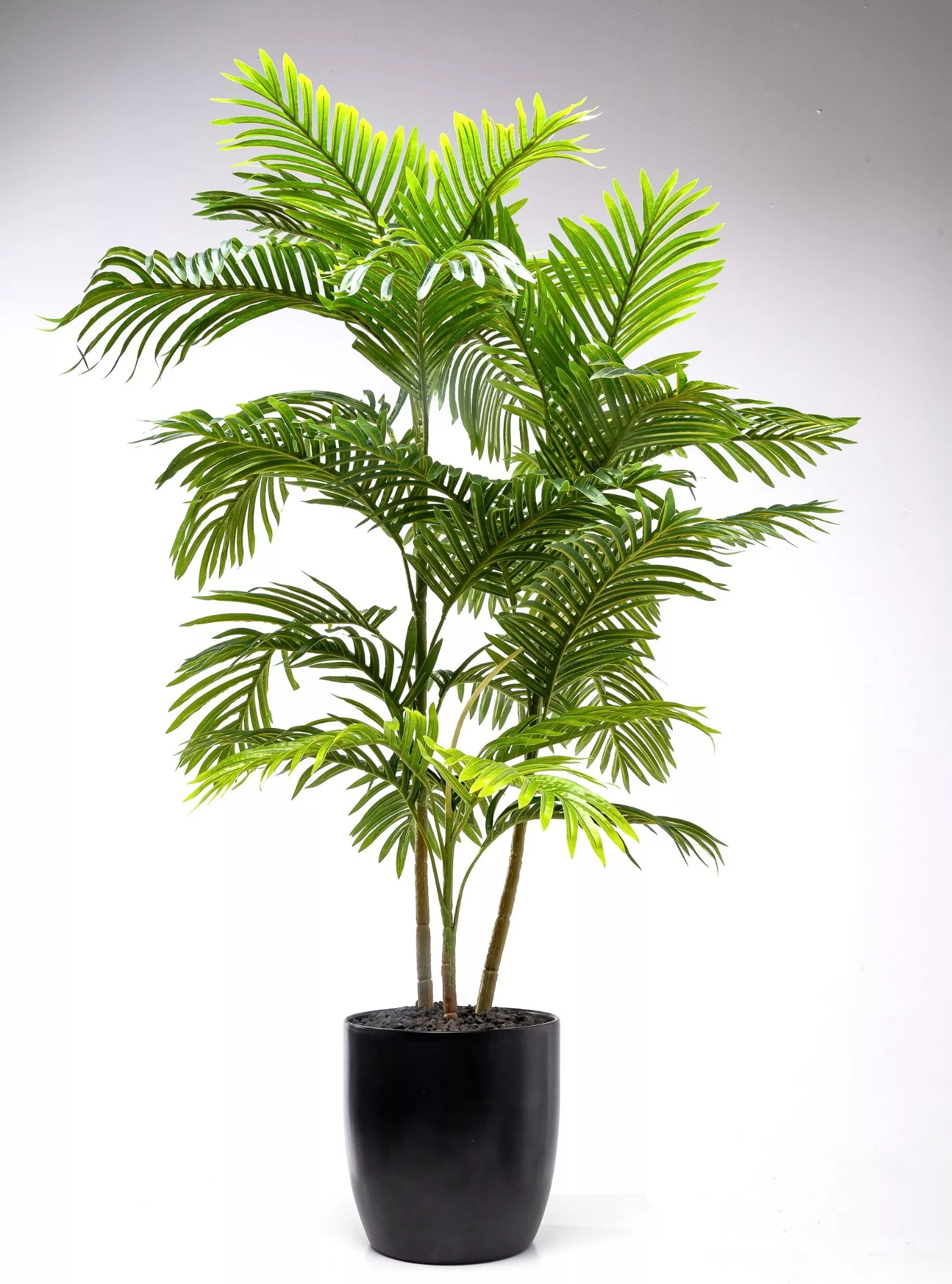 Areca Palm