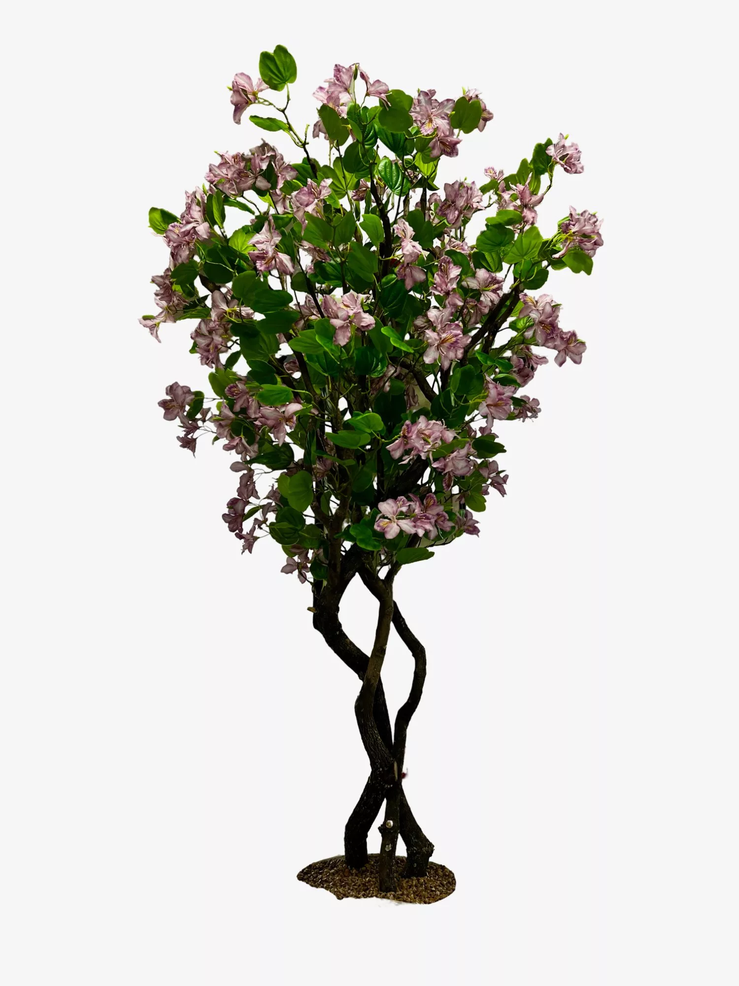 Bauhinia Tree