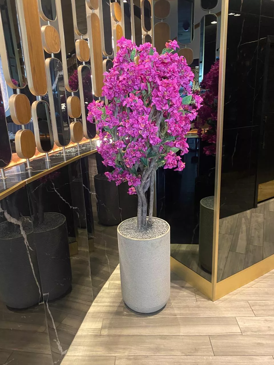 Bougainvillea Tree