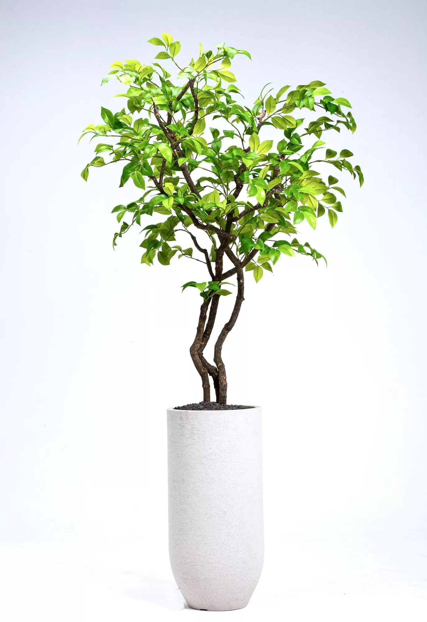Camelia Tree | Distinctive Spaces