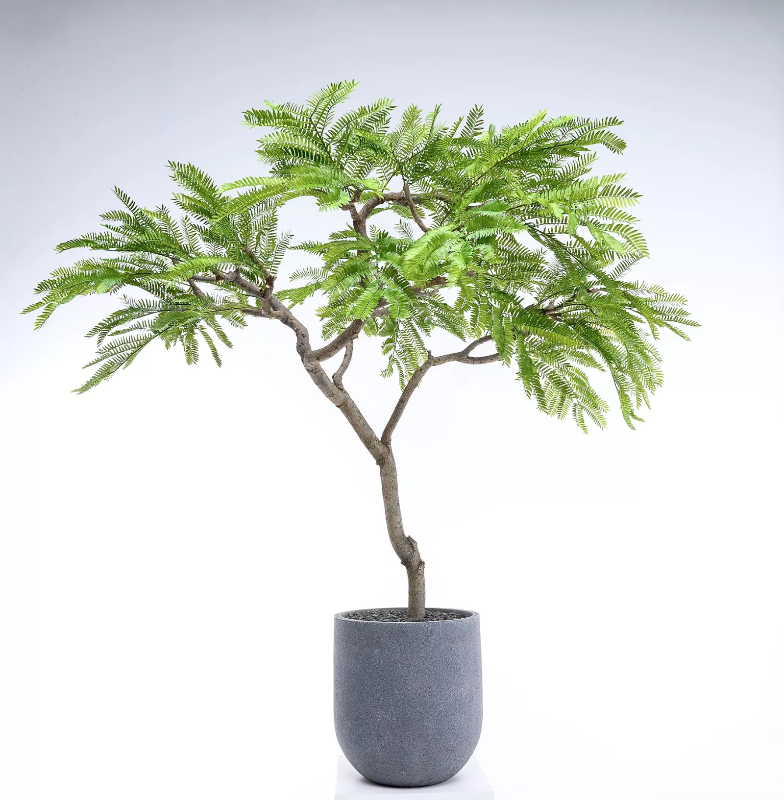 Feather Duster Tree