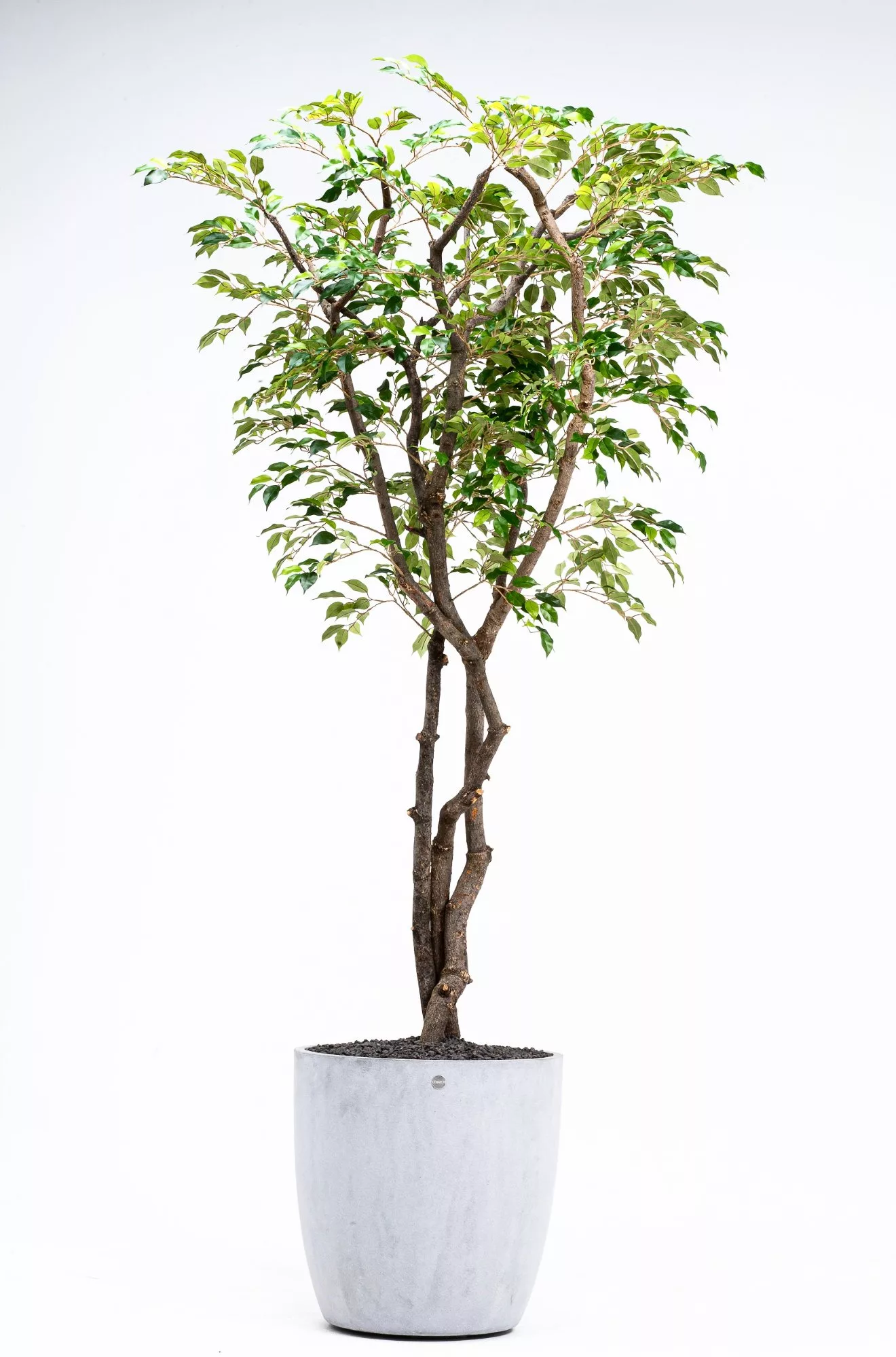 Ficus Tree