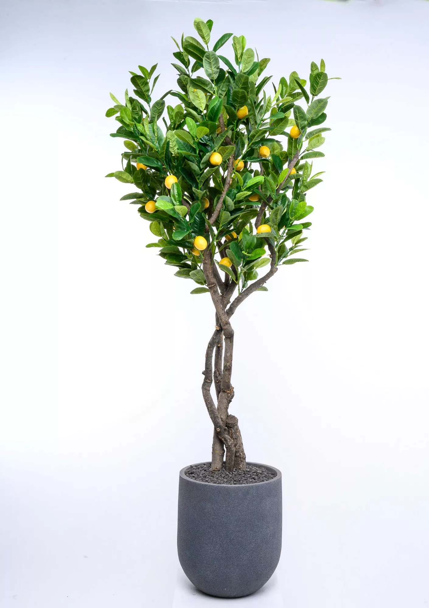 Lemon Fruit Tree