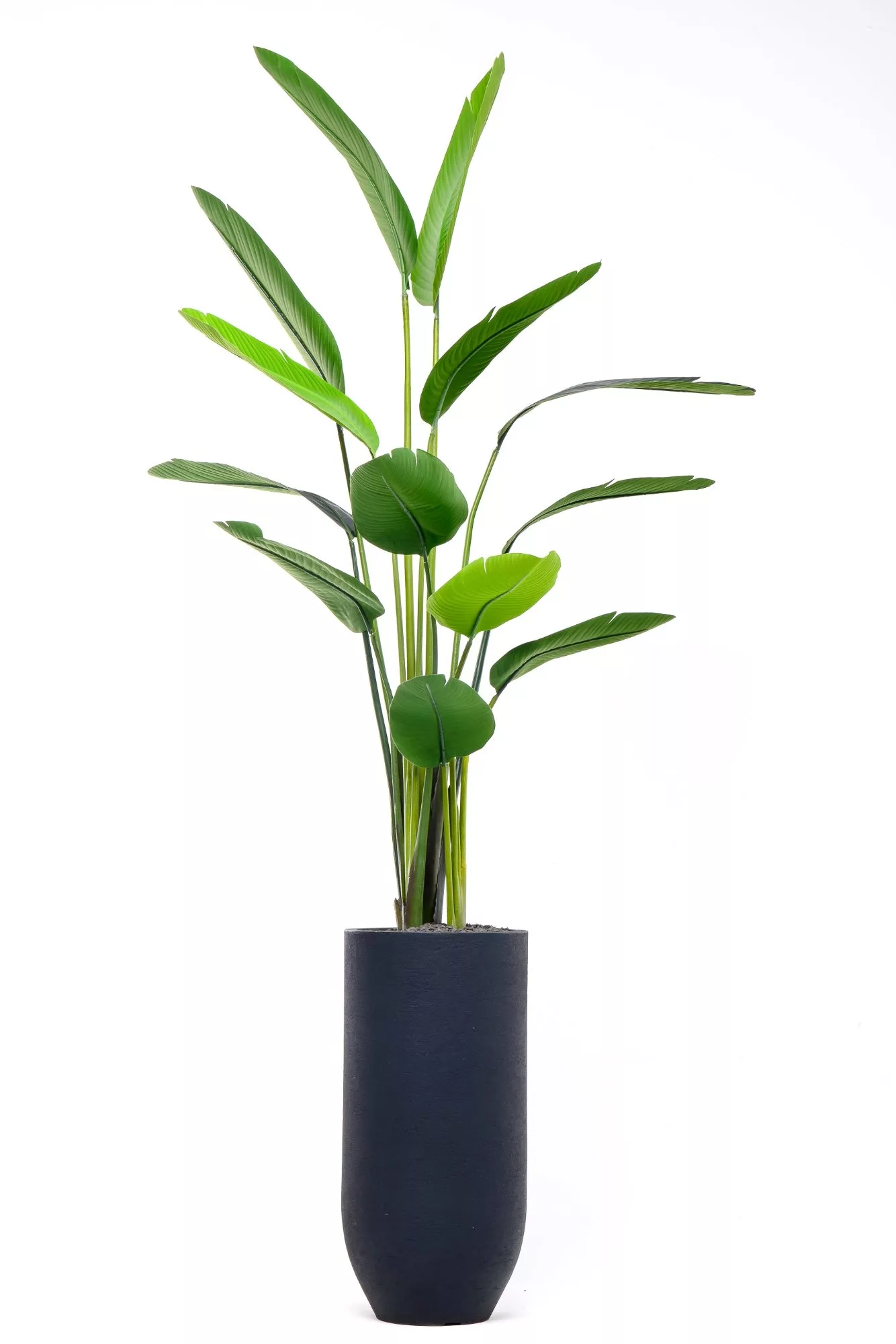 Strelitzia