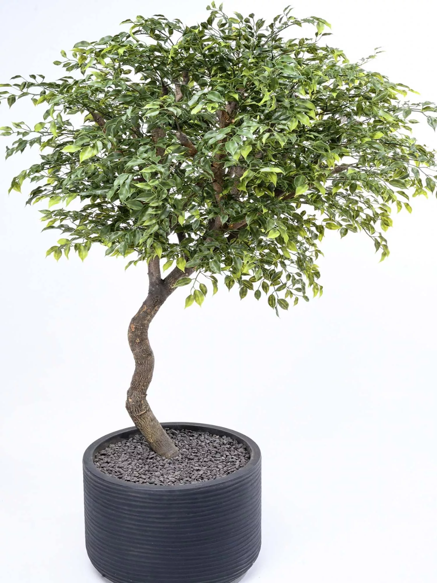 UV Ficus