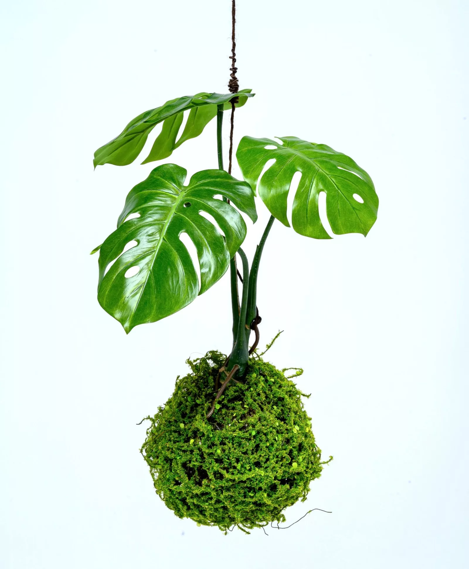 Delicious Monster Moss Ball