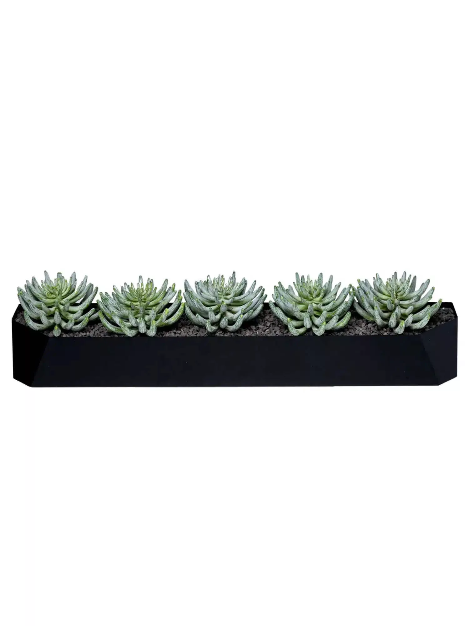 Finger Succulents In Trough