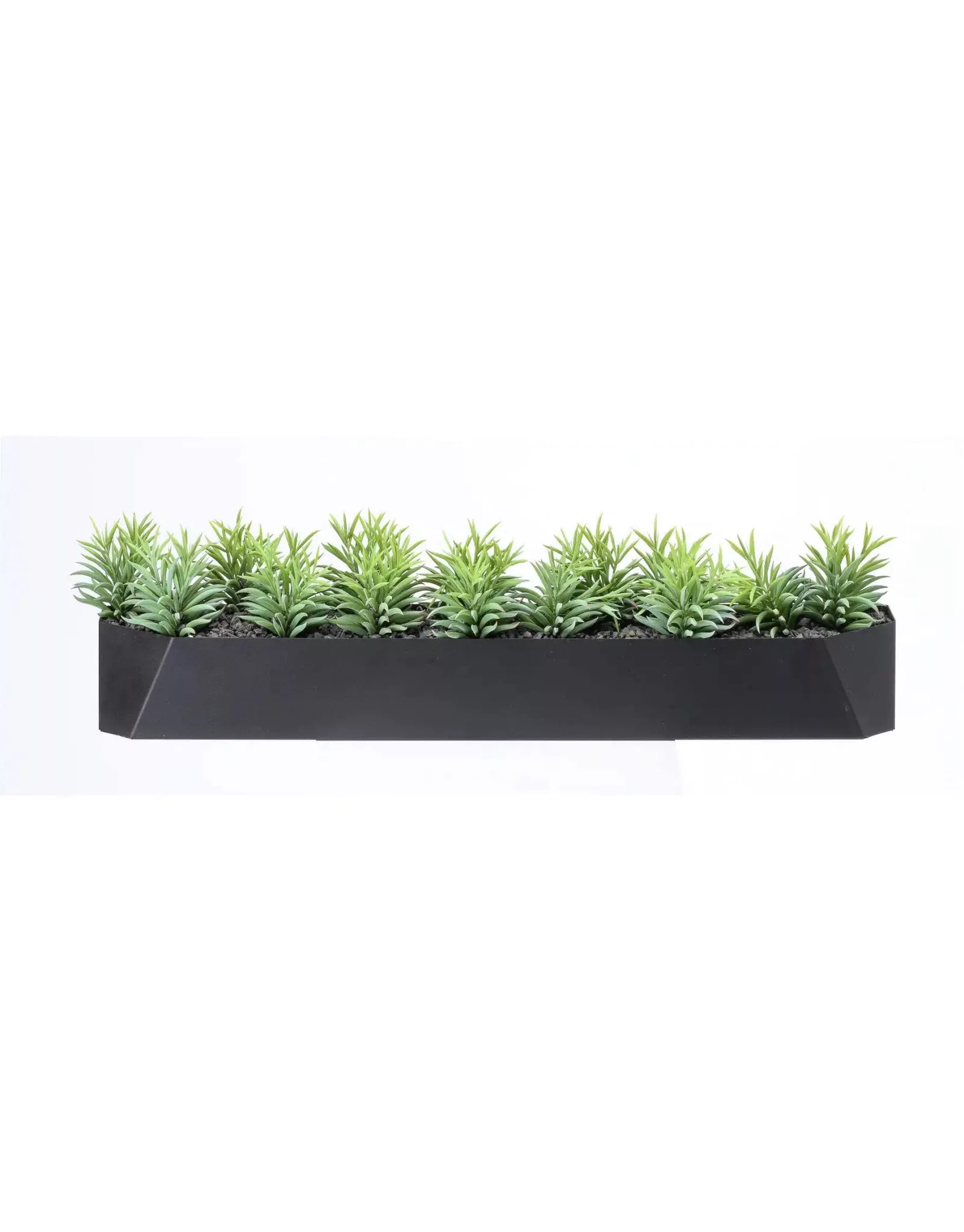 Pine Succulents In Trough