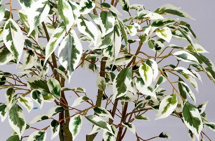Freddie The Ficus - Image 3