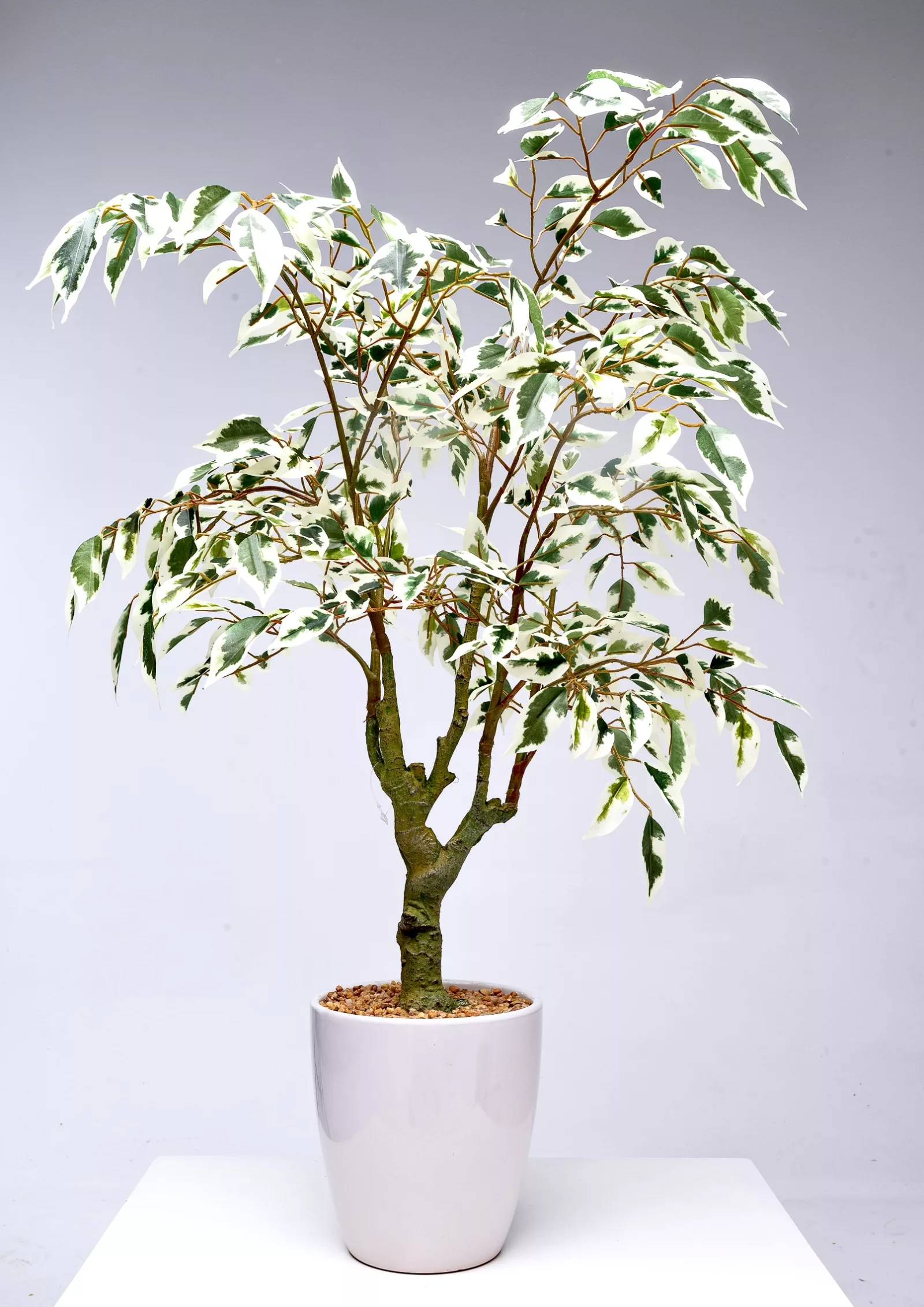 Freddie The Ficus - Image 2