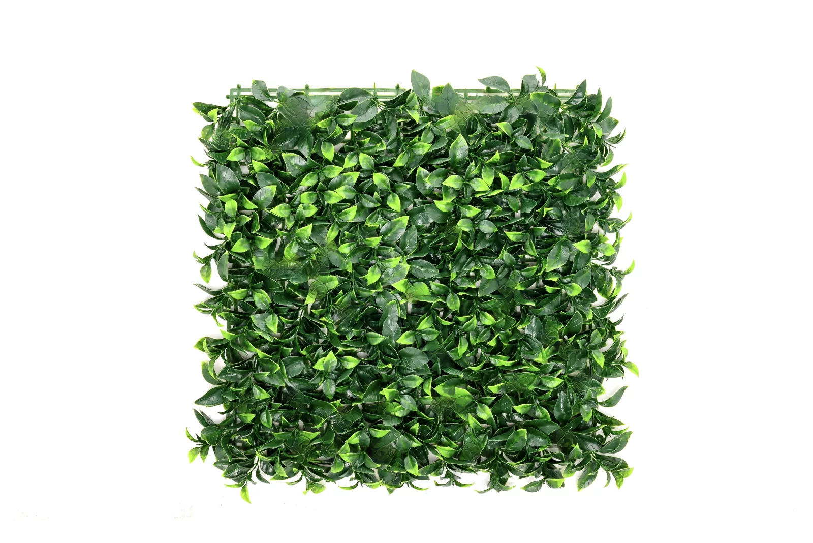 Instagreen in Privet Foliage