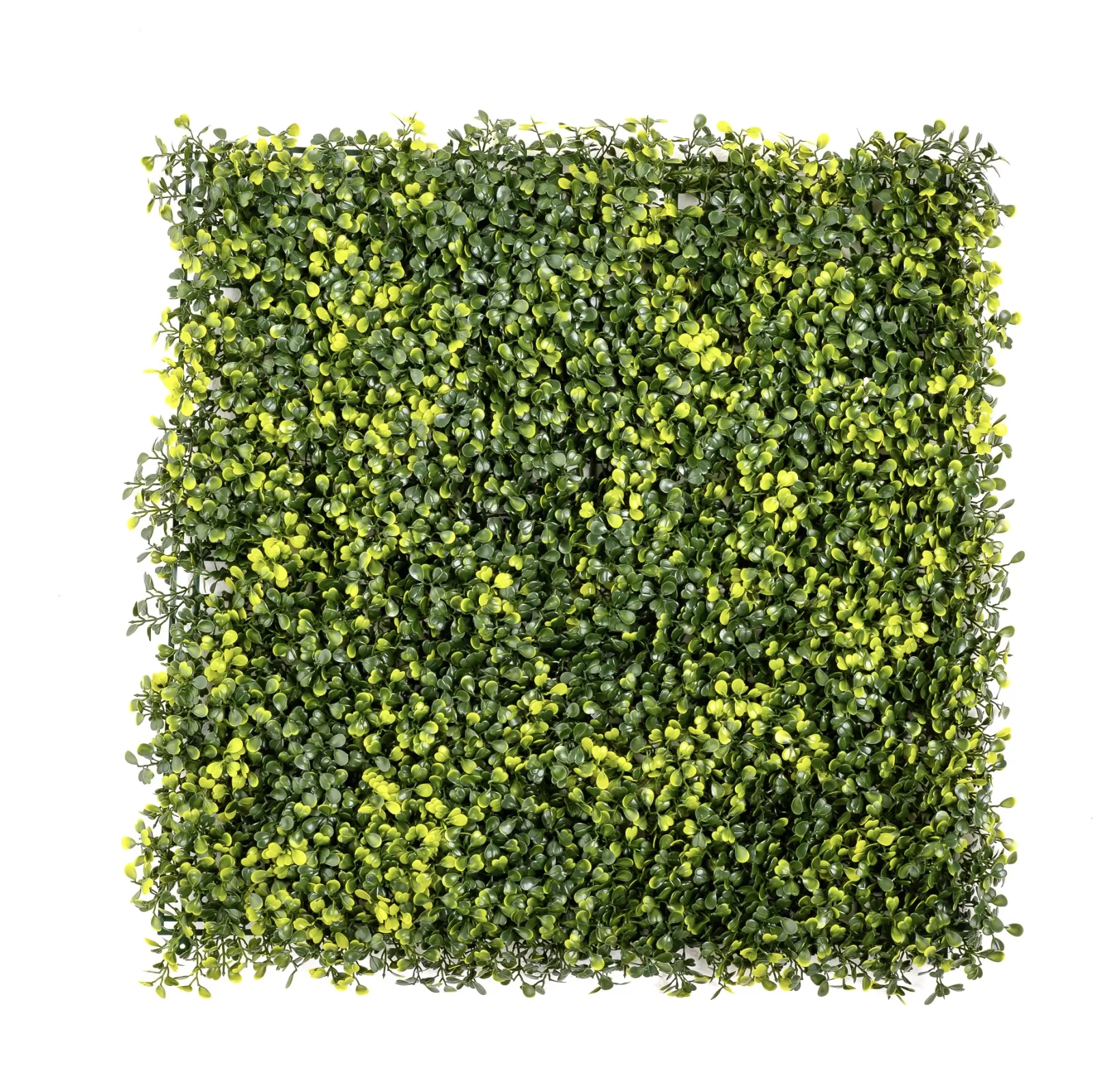 Instagreen in IBuxus