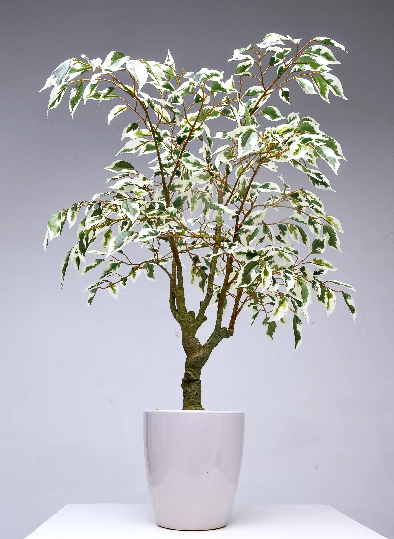 Freddie The Ficus